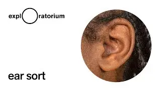 Ear Sort - Science Snack Activity