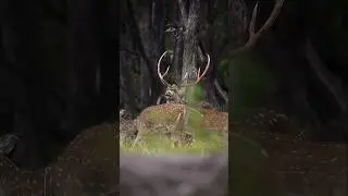 The King Of All Chital Deer 👑