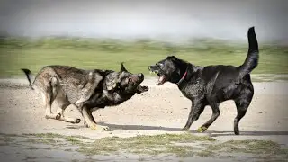German Shepherd VS Labrador Retriever