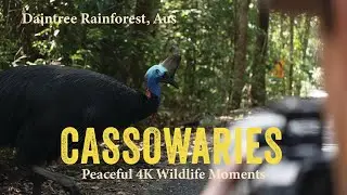 Meet the Cassowaries – Father and Chick in the Daintree Rainforest | Wildlife for Kids