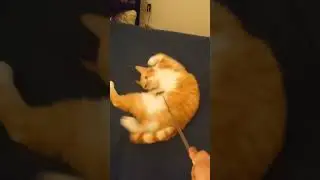 CAT LOVES BACK SCRATCHER