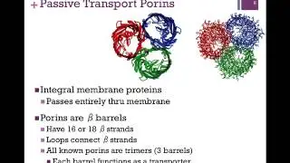 060-Passive Transport & Porins