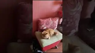 Пушистая семейка в полном составе.