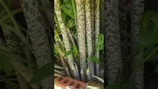 Cutting The Corpse Plants