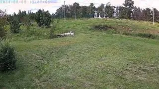 Соседские козы объедают деревья