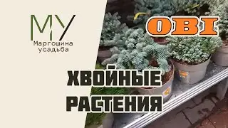 Хвойные растения в гипермаркете ОБИ