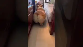 Cat Shakes Her Booty 🤩 | Cat Video | Cutest Pet | 