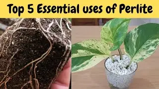 Perlite Benefits for Plants - Top 5  