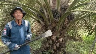 Setiap pokok Buahnya keliling dan bertingkat