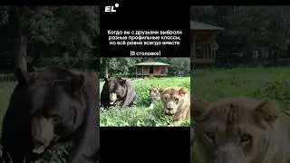 Тебя ждёт твоя банда!😎Подписывайся, чтобы вас с друзьями никогда не разделяли! #химия #егэ #школа