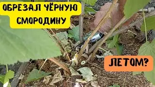 Обрезка чёрной смородины летом - стимуляция молодого прироста и хорошего урожая. #сад #смородина
