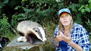 Wist jij dit al van de Das? - Juf in de Natuur