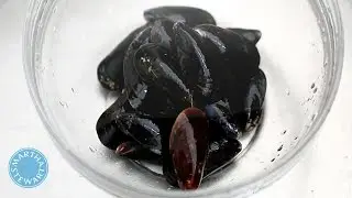 How to Clean a Mussel with Martha Stewart