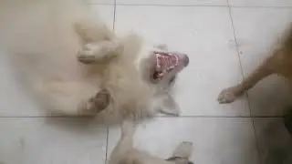 #puppy #dog #pet  Puppy play with dog father and mother
