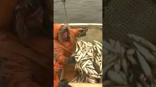 🤔 Рыбалка на Ямале. Быт коренных народов Крайнего Севера #рекомендации #ямал