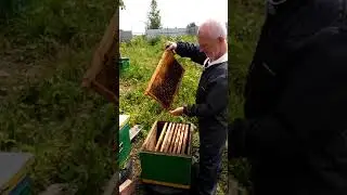 Пересадка пойманного роя на шикарной берёзе.