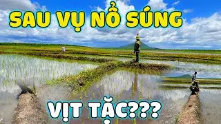 Thế Nhân || Đàn Vịt Tặc Có Còn Manh Động Sau Khi Bác Trưởng Thôn Sử Dụng Biện Pháp Mạnh Xua Đuổi ?