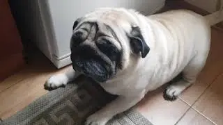 мопс дневной сон
