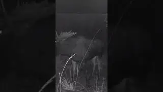 #Лось на реву. Видео #охота