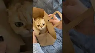 Самая сладкая булочка 