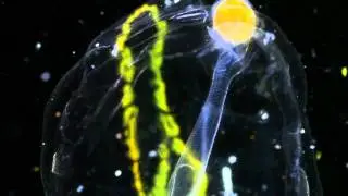 Plankton Chronicles - Salps