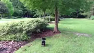 Dachshund Chased by  Rabbit