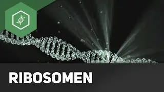 Ribosome - Teil 2