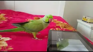 Riki the Indian Ringneck watches his own YouTube video! Funny Ringneck parrot