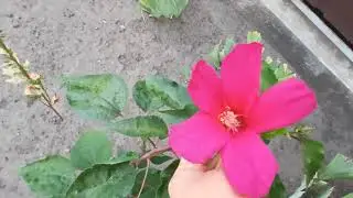 ВСЕ ЯК КОЛИСЬ....