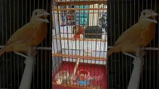 Kicau Lantang Cucak Emas Papua