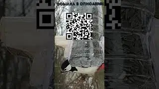 Дятел прилетал в гости | Накормим птиц зимой