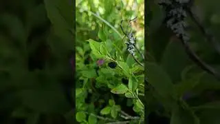 сезон голубики открыто 😊😊🤗