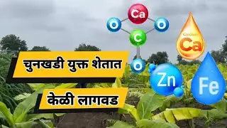 चुनखडीयुक्त शेतातील केळी लागवड #भारत कृषी उद्योग #केळी लागवड