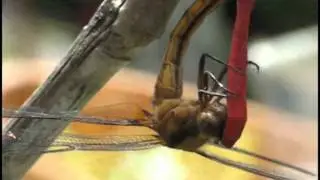 Dragonflies: Mating Closeup