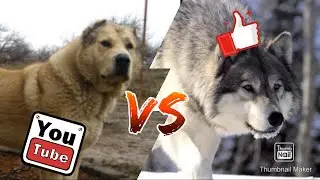 #Гампр