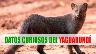 Yaguarundí, Gato moro (Herpailurus yagouaroundi) | Datos curiosos de animales