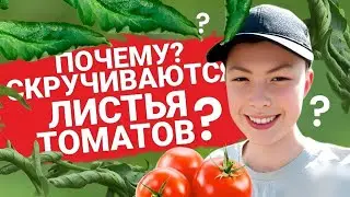 Что Делать Если СКРУЧИВАЮТСЯ ЛИСТЬЯ у томатов | Причины, симптомы, что делать?