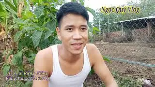 Thịt Heo Đực Cà Làm Sao Để Không Bị Hôi.