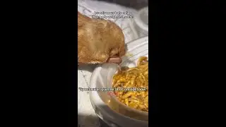 Southern red bat said, "good soup".