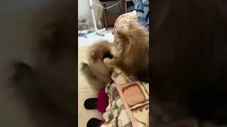 🐻🥰 