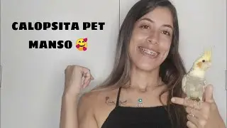 COMPREI UMA CALOPSITA DE 3 MESES. #calopsitamansa
