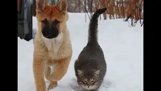 Приколы с животными Дружба кошки и собаки #1