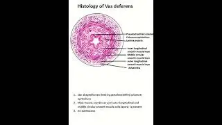 Histology of  vas deferens 
