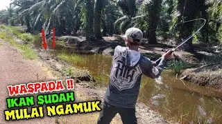 INILAH YANG TERJADI JIKA AIR DI SPOT INI MULAI SURUT // CASTING IKAN GABUS