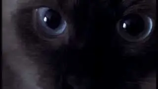 Релакс. Муррчащеее видео. Котоняши