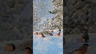 Зимняя сказка #зима #лес #снегирь #животные #animals #animal #forest #winter #snow #снег #птицы
