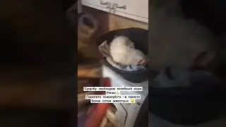 #домашнийприютмилосердие