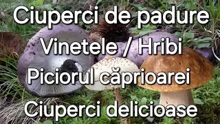 Ciuperci de padure - Hribi / Vinețele / Piciorul căprioarei
