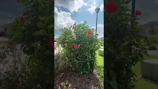 Красота и Прелесть #music #song #love #youtube #garden #video #life #usa #shorts