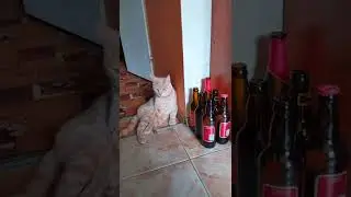 Пьяный кот #котики #коты #смешныевидео #смешныекоты 🐱🐱🐱